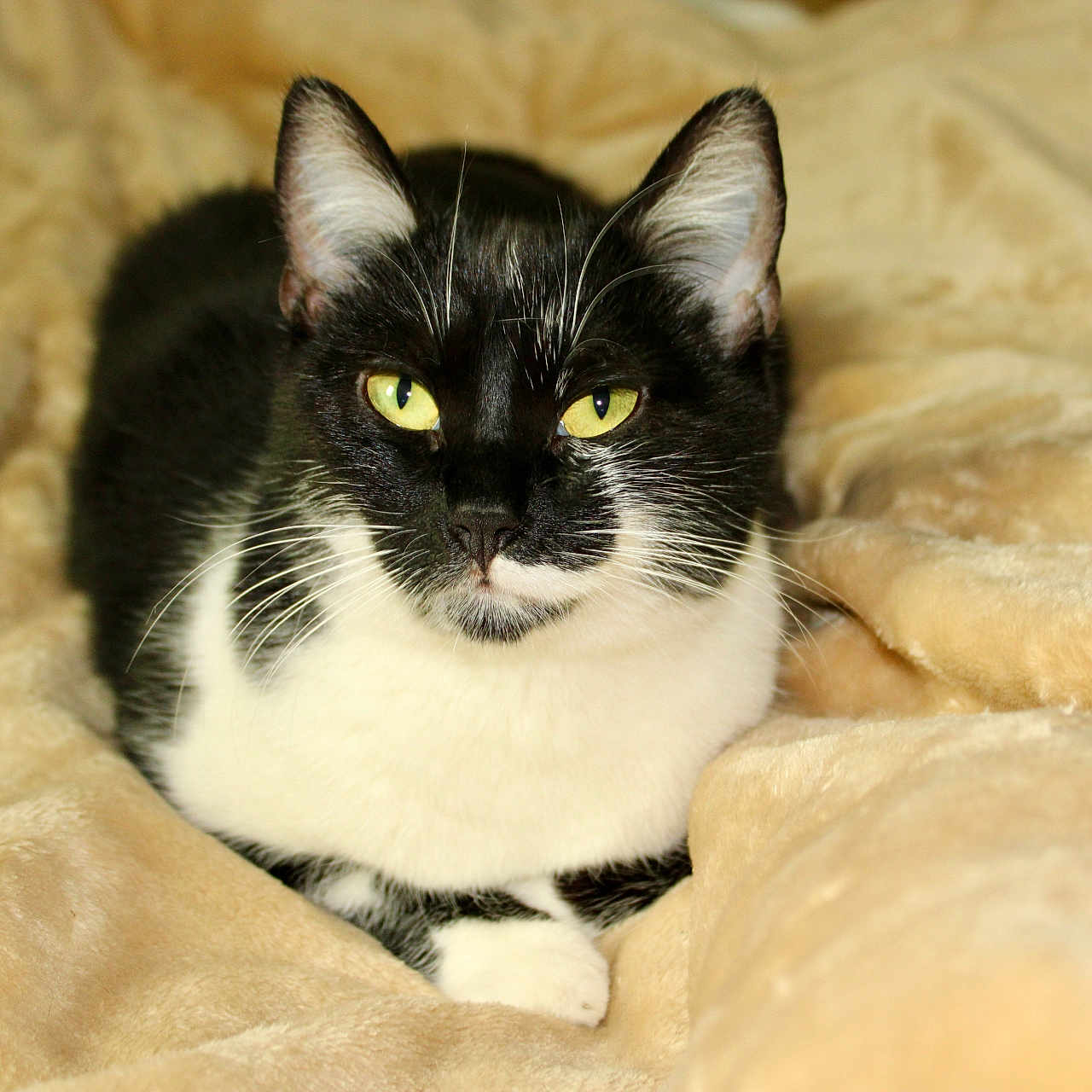Nakiya participe au concours pour gagner de l'argent avec cette photo : animal, black_and_white, blanket, cat, close_up, cozy, cute, domestic_cat, ears, feline, fur, indoor, lying_down, nose, pet, portrait, relaxed, soft_texture, whiskers, yellow_eyes