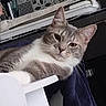 Simba a rejoint le concours — aidez-le/la à gagner de superbes lots ! cat, gray_cat, white_cat, pet, indoor, feline, resting, relaxed, looking_at_camera, table, fabric, household_items, domestic_animal, whiskers, ears, fur, close_up, portrait, animal, cute