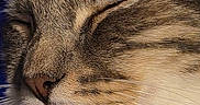 Simba a rejoint le concours — aidez-le/la à gagner de superbes lots ! cat, close_up, sleeping, tongue_out, fur, whiskers, pet, animal, face, cute, domestic_cat, muzzle, relaxed, soft, tabby, feline, nose, mouth, indoor, portrait