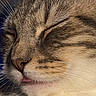 cat, close_up, sleeping, tongue_out, fur, whiskers, pet, animal, face, cute, domestic_cat, muzzle, relaxed, soft, tabby, feline, nose, mouth, indoor, portrait