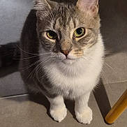 Simba participe au concours pour gagner de l'argent avec cette photo : cat, tabby, white_paws, pet, animal, indoor, floor, tile, whiskers, ears, eyes, curious, sitting, shadow, wooden_chair, cable, cute, fur, domestic_cat, looking_up