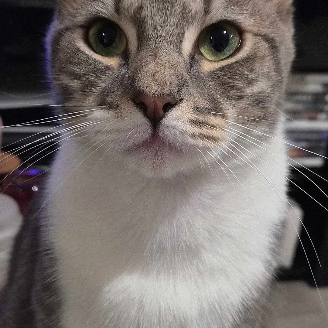 Simba participe au concours pour gagner de l'argent avec cette photo : cat, tabby, green_eyes, white_chest, close_up, pet, indoor, feline, whiskers, ears, curious, animal, portrait, domestic_cat, fur, looking, face, cute, mammal, sitting