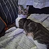 Simba a rejoint le concours — aidez-le/la à gagner de superbes lots ! cat, animal, pet, feline, indoor, blanket, pillow, striped, white, curtain, relaxed, lying_down, fur, whiskers, ears, eyes, cozy, home, resting, comfortable