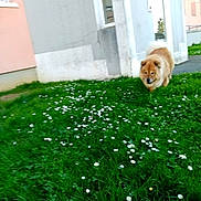 Iska a rejoint le concours — aidez-le/la à gagner de superbes lots ! animal, building, canine, daisies, daytime, dog, flower, fluffy, fur, grass, greenery, lawn, nature, outdoor, pet, sidewalk, urban, walking, wall, window