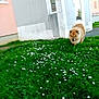 animal, building, canine, daisies, daytime, dog, flower, fluffy, fur, grass, greenery, lawn, nature, outdoor, pet, sidewalk, urban, walking, wall, window