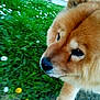 Iska a rejoint le concours — aidez-le/la à gagner de superbes lots ! animal, background, canine, closeup, cute, daylight, dog, ears, flower, fluffy, fur, grass, greenery, nature, nose, outdoor, paw, pet, sideview, walking
