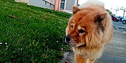 Iska a rejoint le concours — aidez-le/la à gagner de superbes lots ! animal, canine, curious, daylight, dog, fluffy, fur, grass, nature, neighborhood, outdoor, parked_cars, pavement, pet, quiet, residential_building, sidewalk, street, urban, walking