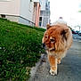 animal, canine, curious, daylight, dog, fluffy, fur, grass, nature, neighborhood, outdoor, parked_cars, pavement, pet, quiet, residential_building, sidewalk, street, urban, walking