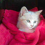 Bounty participe au concours pour gagner de l'argent avec cette photo : kitten, cat, white_cat, blue_eyes, fur, pet, animal, cozy, blanket, red_blanket, indoor, cute, young_cat, whiskers, ears, sleeping_area, resting, soft_texture, domestic_cat, portrait