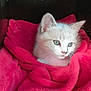 kitten, cat, white_cat, blue_eyes, fur, pet, animal, cozy, blanket, red_blanket, indoor, cute, young_cat, whiskers, ears, sleeping_area, resting, soft_texture, domestic_cat, portrait