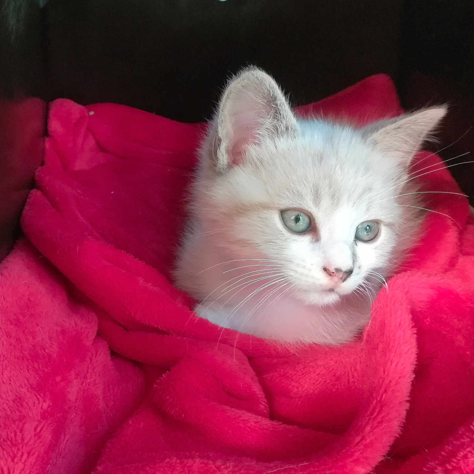 Bounty participe au concours pour gagner de l'argent avec cette photo : animal, blanket, blue_eyes, cat, cozy, cute, domestic_cat, ears, fur, indoor, kitten, pet, portrait, red_blanket, resting, sleeping_area, soft_texture, whiskers, white_cat, young_cat