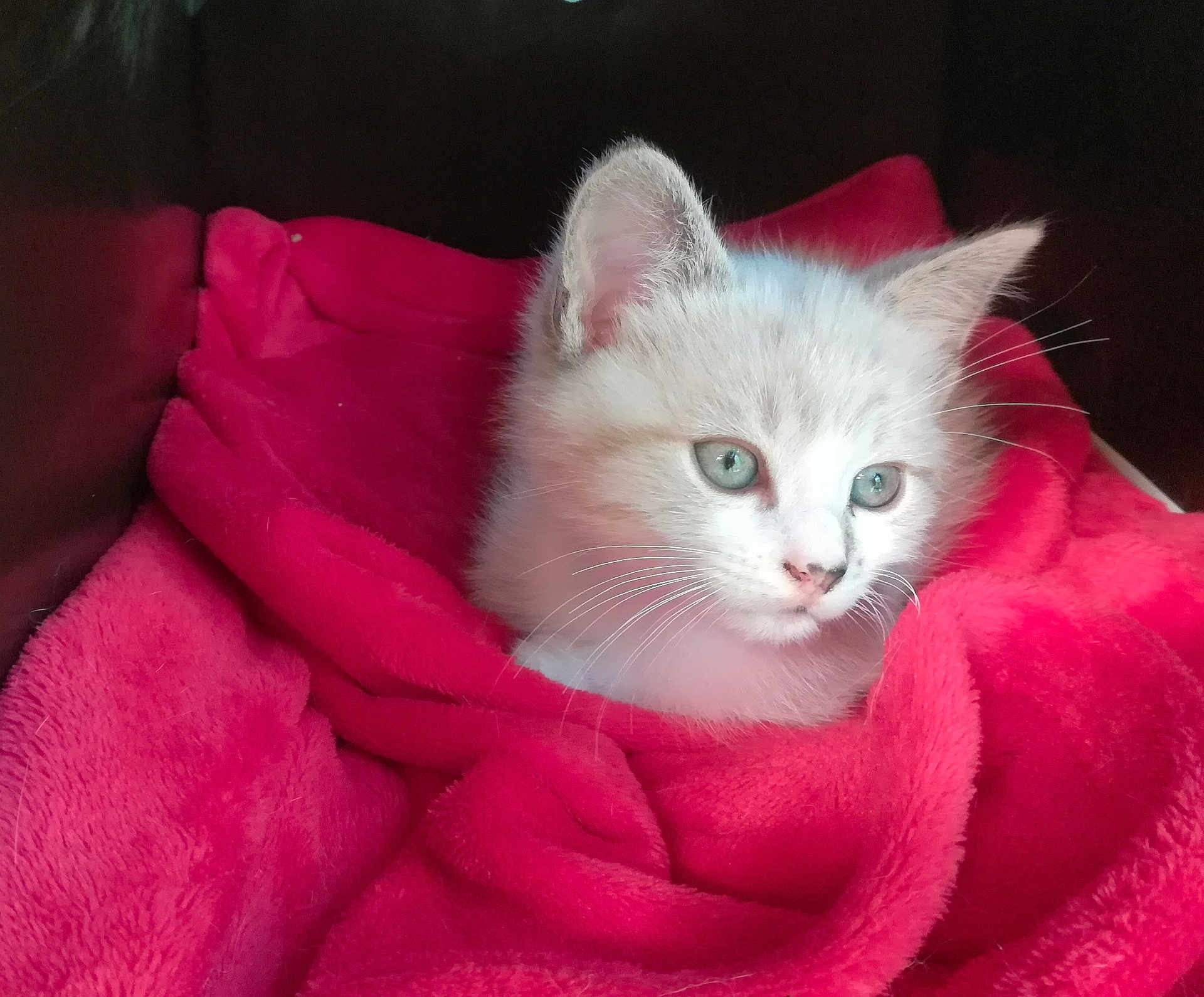 Bounty participe au concours pour gagner de l'argent avec cette photo : kitten, cat, white_cat, blue_eyes, fur, pet, animal, cozy, blanket, red_blanket, indoor, cute, young_cat, whiskers, ears, sleeping_area, resting, soft_texture, domestic_cat, portrait