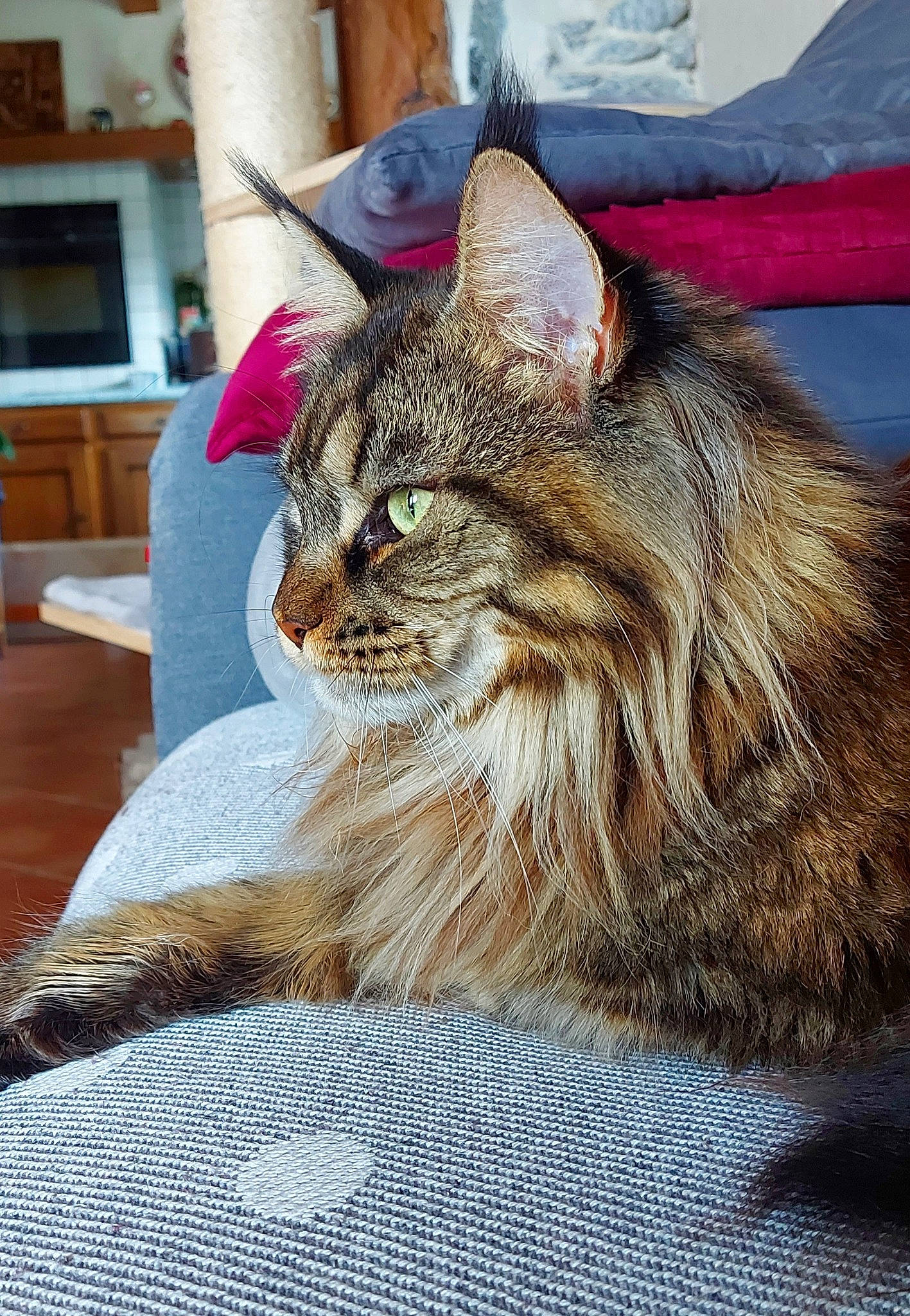 Rym a rejoint le concours — aidez-le/la à gagner de superbes lots ! carnivore, cat, chair, claw, comfort, domestic_short_haired_cat, fawn, felidae, fur, maine_coon, paw, small_to_medium_sized_cats, snout, terrestrial_animal, tree, whiskers