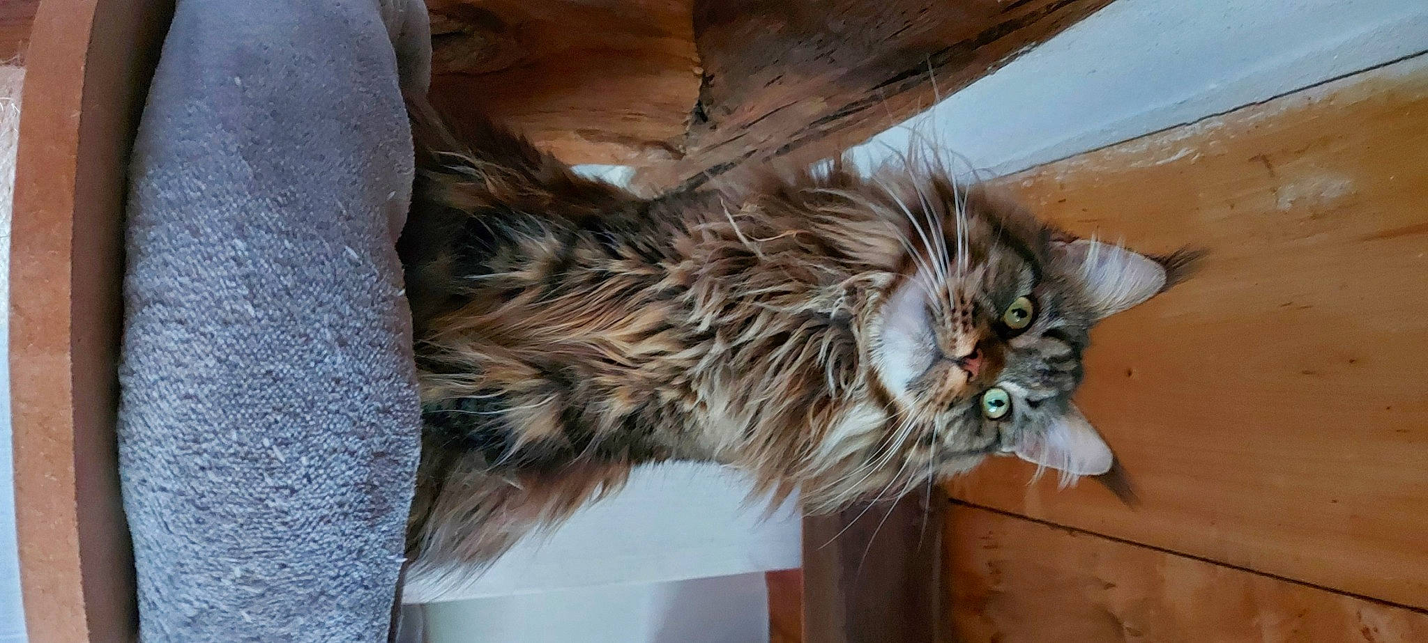 Rym participe au concours pour gagner de l'argent avec cette photo : carnivore, cat, claw, domestic_short_haired_cat, felidae, fur, hardwood, maine_coon, paw, small_to_medium_sized_cats, snout, tail, terrestrial_animal, whiskers, wood