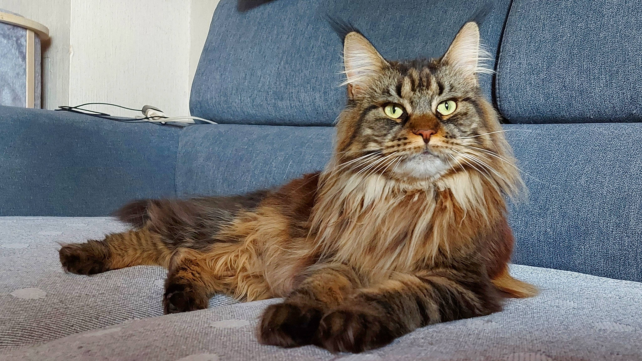 Rym a rejoint le concours — aidez-le/la à gagner de superbes lots ! carnivore, cat, claw, comfort, domestic_short_haired_cat, eye, fawn, felidae, fur, maine_coon, paw, plant, sitting, small_to_medium_sized_cats, snout, tail, terrestrial_animal, tree, whiskers, wildlife