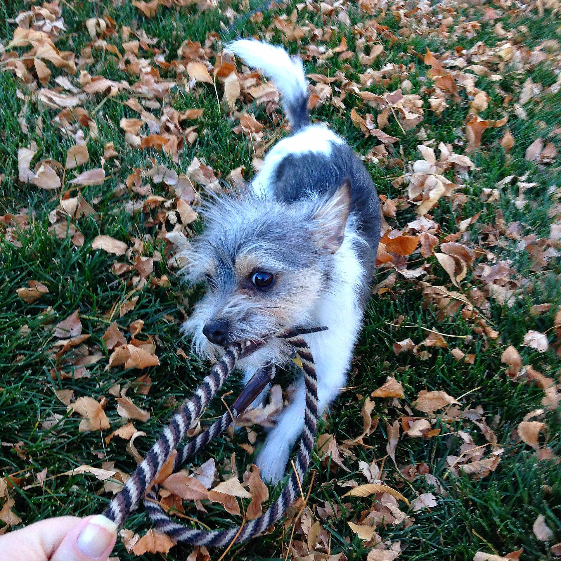 Rex is registered to the contest to win money with this photo: