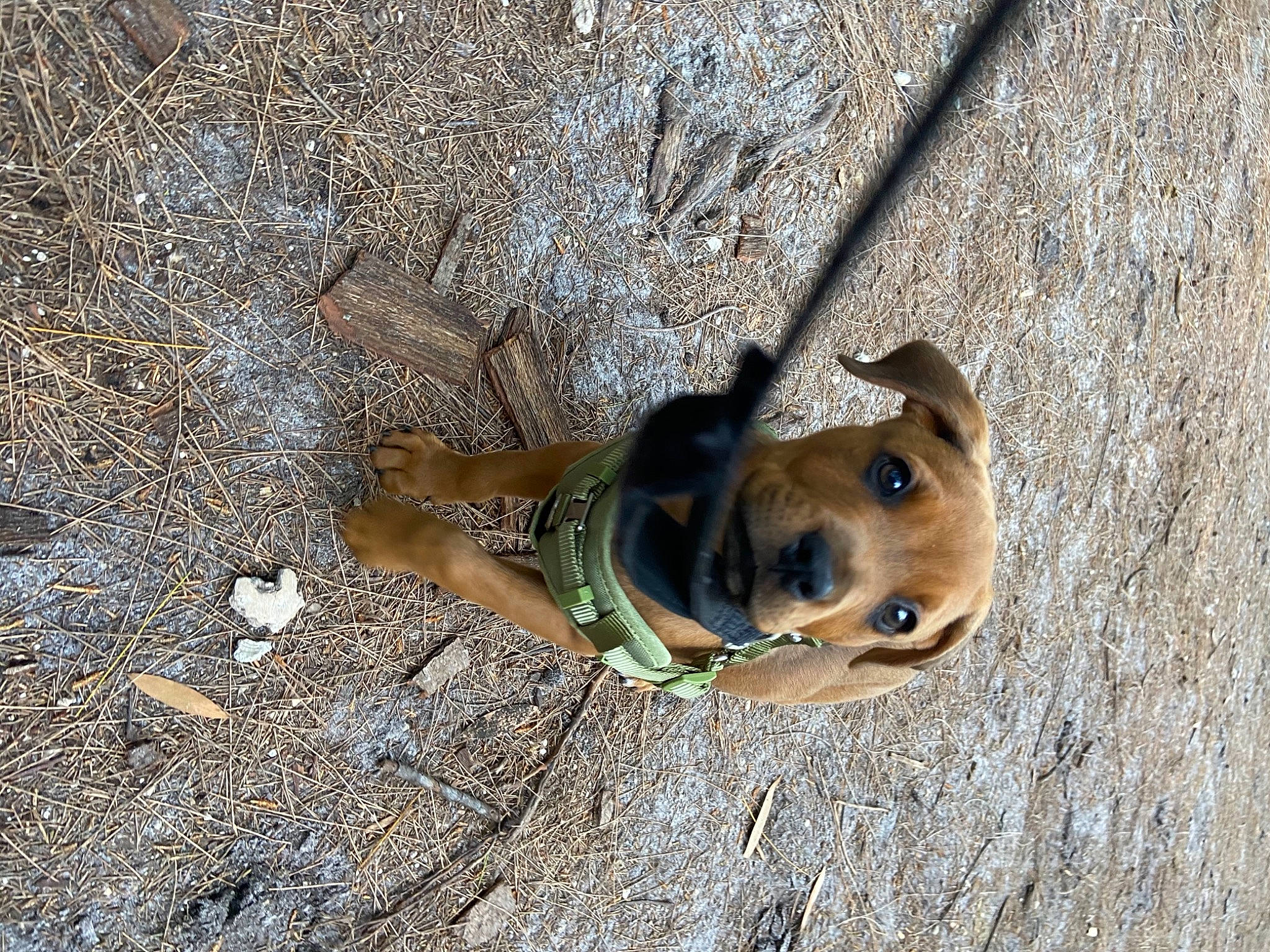 Chop is registered to the contest to win money with this photo: adventure, canidae, carnivore, collar, companion_dog, dog, dog_breed, dog_collar, electric_blue, fawn, non_sporting_group, pet_supply, snout, soil, sporting_group, street_dog, terrestrial_animal, wildlife, wood