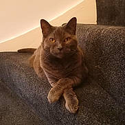 Mishka joined the competition — help win amazing prizes! cat, gray_cat, pet, animal, indoor, stairs, carpet, feline, relaxed, resting, crossed_paws, portrait, cute, domestic_cat, mammal, whiskers, ears, yellow_eyes, house, cozy