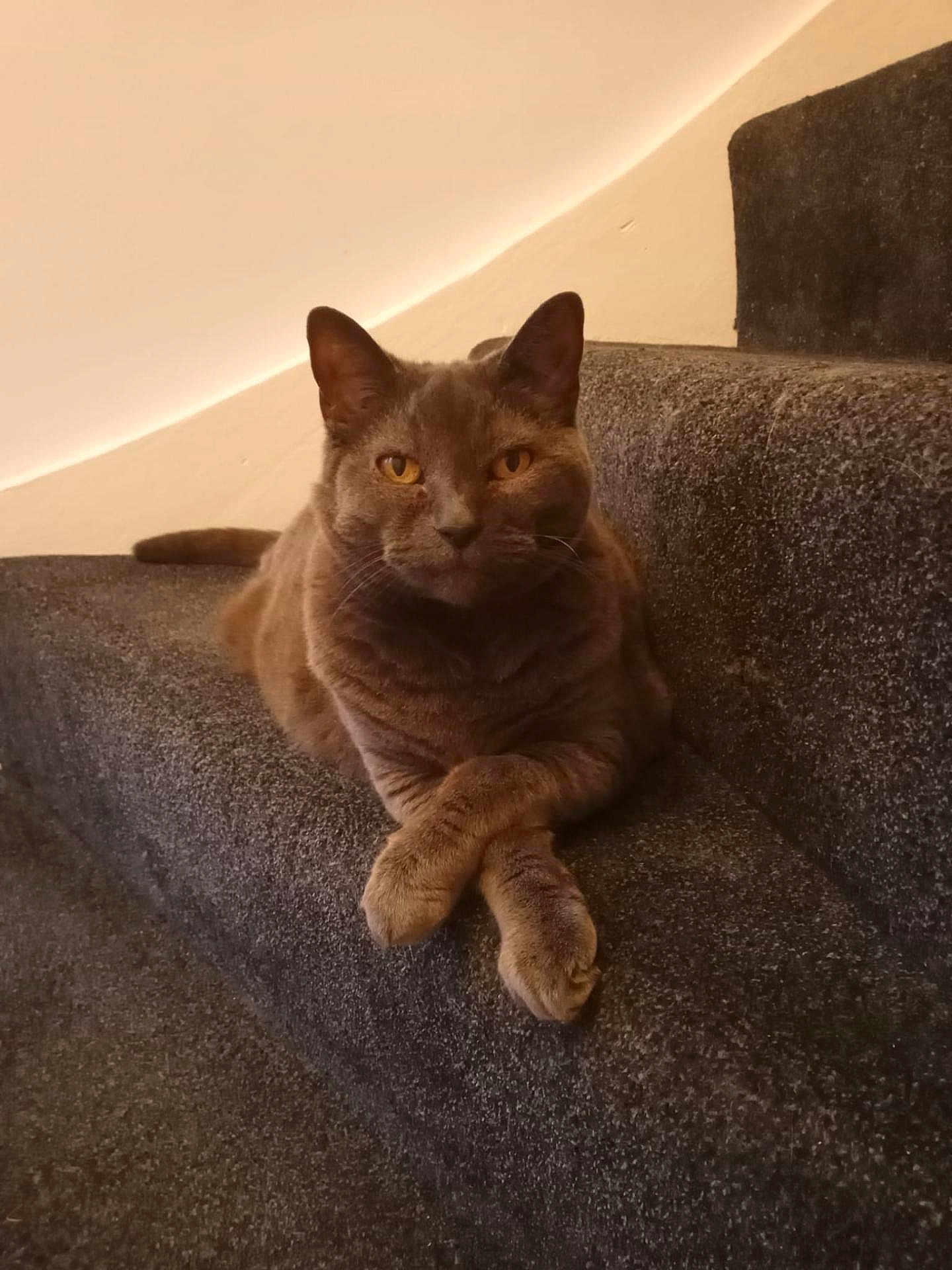 Mishka joined the competition — help win amazing prizes! cat, gray_cat, pet, animal, indoor, stairs, carpet, feline, relaxed, resting, crossed_paws, portrait, cute, domestic_cat, mammal, whiskers, ears, yellow_eyes, house, cozy