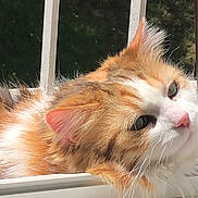 Scarlet participe au concours pour gagner de l'argent avec cette photo : cat, orange_cat, white_cat, fluffy_fur, windowsill, sunlight, relaxing, pet, animal, portrait, green_background, feline, closeup, outdoor, daylight, whiskers, ears, resting, calm, nature