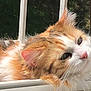 cat, orange_cat, white_cat, fluffy_fur, windowsill, sunlight, relaxing, pet, animal, portrait, green_background, feline, closeup, outdoor, daylight, whiskers, ears, resting, calm, nature