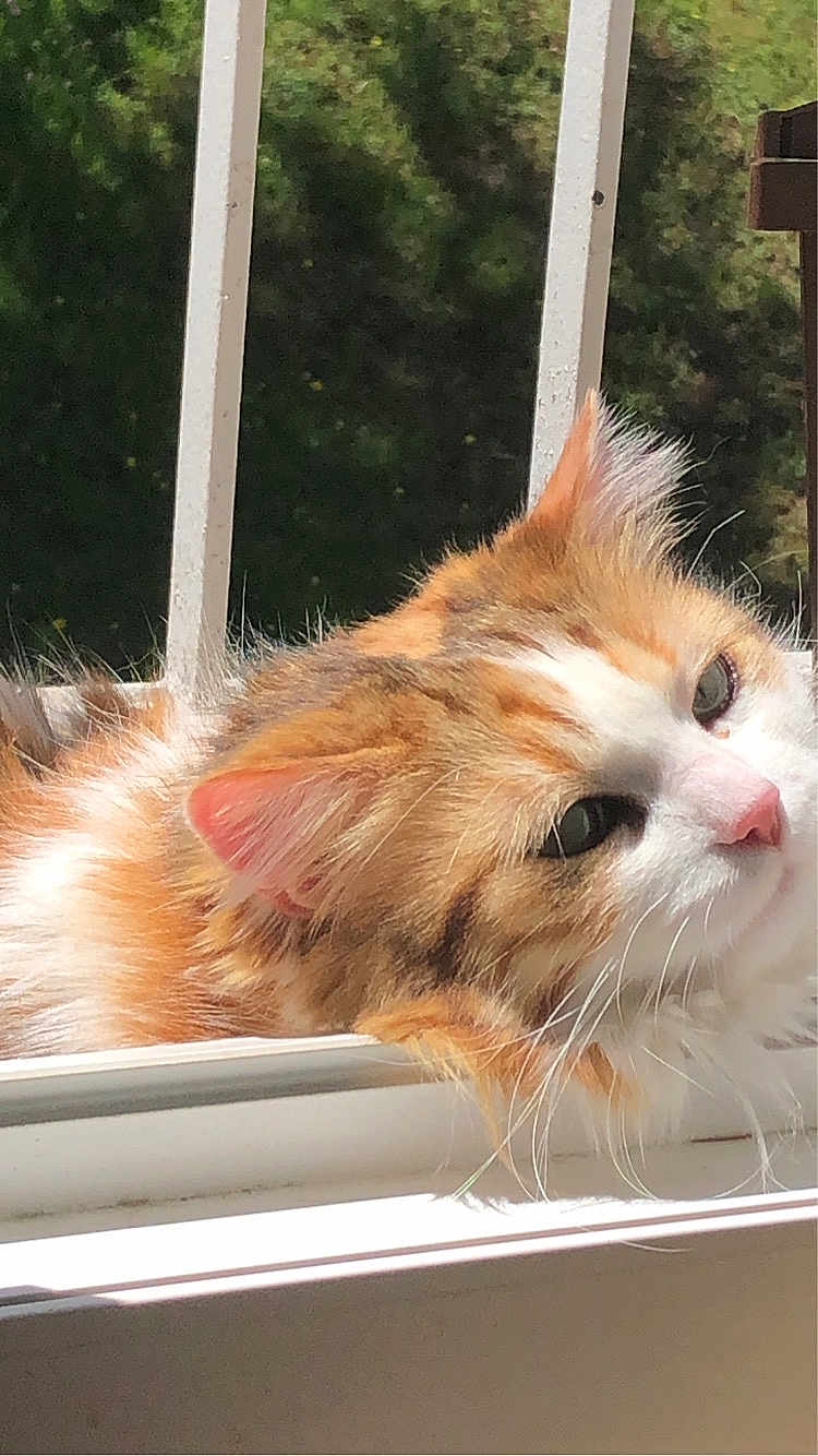 Scarlet participe au concours pour gagner de l'argent avec cette photo : cat, orange_cat, white_cat, fluffy_fur, windowsill, sunlight, relaxing, pet, animal, portrait, green_background, feline, closeup, outdoor, daylight, whiskers, ears, resting, calm, nature