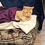 cat, orange_cat, blanket, armchair, floral_pattern, indoor, furniture, quilt, purple_blanket, blue_throw, christmas_tree, decorations, wood_floor, cozy, pet, resting, animal, home, living_room, comfort