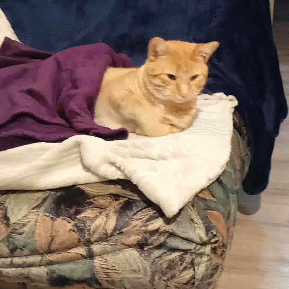 Simba participe au concours pour gagner de l'argent avec cette photo : animal, armchair, blanket, blue_throw, cat, christmas_tree, comfort, cozy, decorations, floral_pattern, furniture, home, indoor, living_room, orange_cat, pet, purple_blanket, quilt, resting, wood_floor