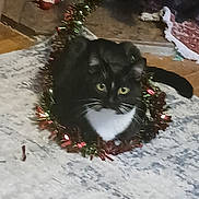 Baloney is registered to the contest to win money with this photo: animal, black_and_white_cat, carpet, cat, christmas_decor, curious, cute, decoration, domestic_cat, feline, festive, floor, holiday, indoor, looking_up, pet, playful, sitting, tinsel, whiskers