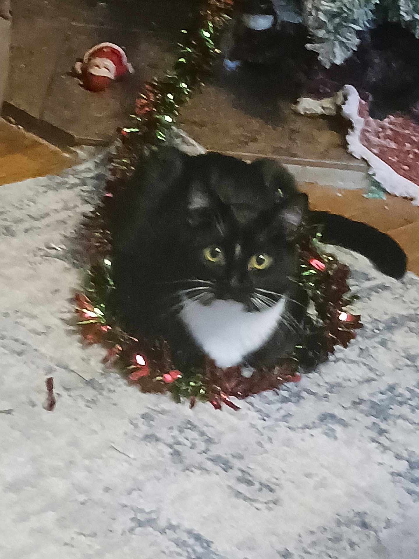 Baloney is registered to the contest to win money with this photo: animal, black_and_white_cat, carpet, cat, christmas_decor, curious, cute, decoration, domestic_cat, feline, festive, floor, holiday, indoor, looking_up, pet, playful, sitting, tinsel, whiskers