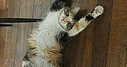 Sushi participe au concours pour gagner de l'argent avec cette photo : cat, fluffy, stretching, wooden_floor, chair_legs, indoor, pet, cute, relaxed, fur, tabby, white_paws, looking_up, animal, domestic_cat, flooring, playful, household, feline, curious