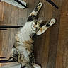 cat, fluffy, stretching, wooden_floor, chair_legs, indoor, pet, cute, relaxed, fur, tabby, white_paws, looking_up, animal, domestic_cat, flooring, playful, household, feline, curious