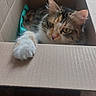 Sushi a rejoint le concours — aidez-le/la à gagner de superbes lots ! cat, cardboard_box, paw, indoor, curious, feline, pet, fur, whiskers, ears, yellow_eyes, relaxed, cozy, home, floor, wooden_floor, animal, mammal, box, resting