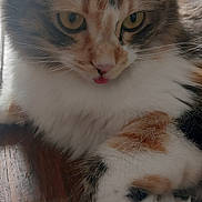 Sushi participe au concours pour gagner de l'argent avec cette photo : cat, fluffy, calico, tongue_out, wooden_floor, close_up, pet, animal, cute, feline, indoor, relaxed, curious, whiskers, ears, soft_fur, domestic_cat, resting, portrait, eye_contact