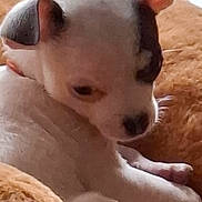 Albert a rejoint le concours — aidez-le/la à gagner de superbes lots ! puppy, dog, white, brown_blanket, pet, animal, ears, soft_texture, sleepy, cute, small, fur, indoor, resting, cozy, young, looking_down, closeup, companion, domestic