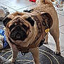animal, camouflage, carpet, clog, cute, decor, dog, ears, face, figurine, floor, harness, indoor, paw, pet, pug, rug, tail, tile, toy