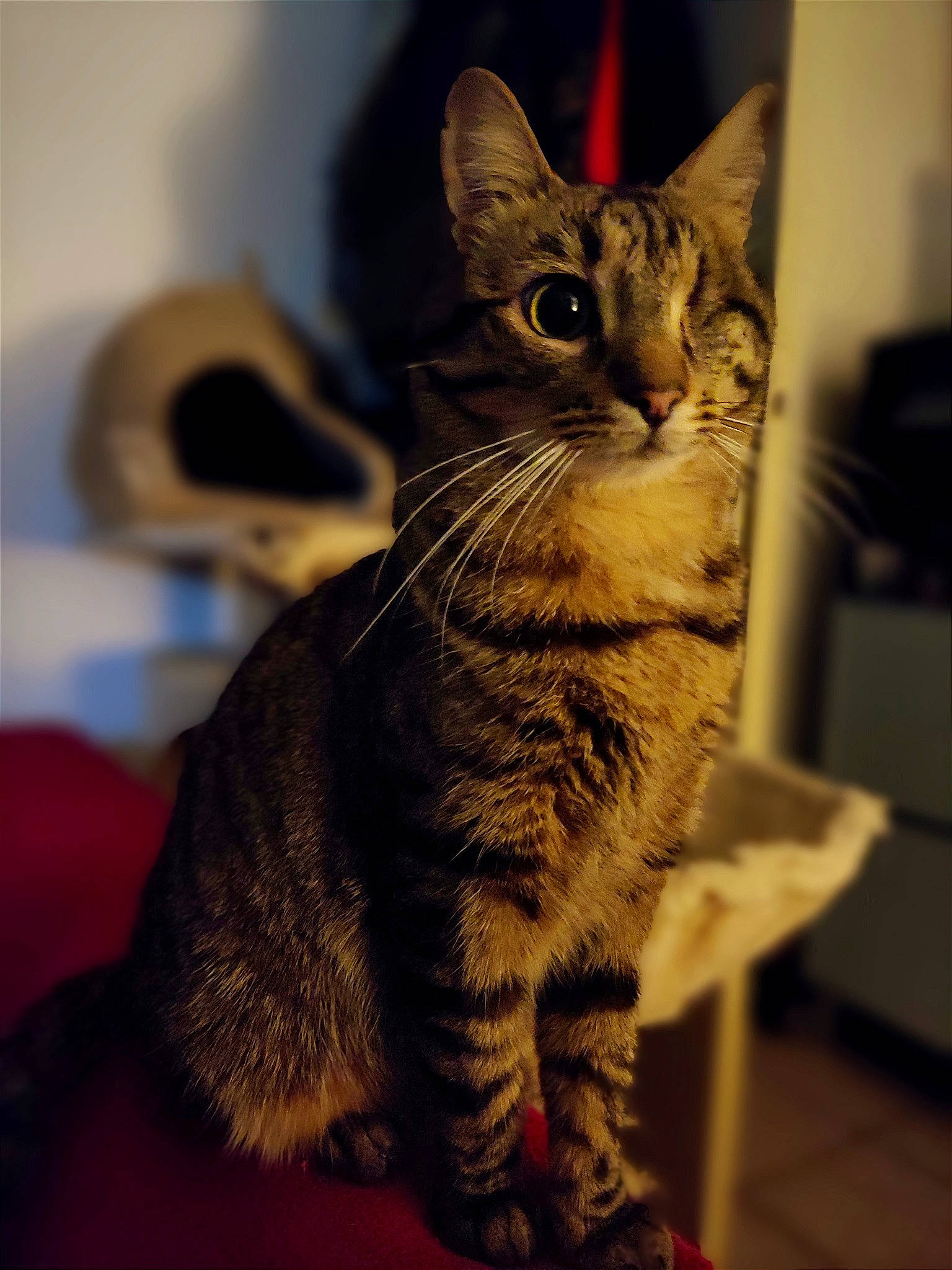 Thor a rejoint le concours — aidez-le/la à gagner de superbes lots ! carnivore, cat, claw, domestic_short_haired_cat, felidae, fur, paw, sitting, small_to_medium_sized_cats, snout, tail, terrestrial_animal, whiskers, wildlife, window