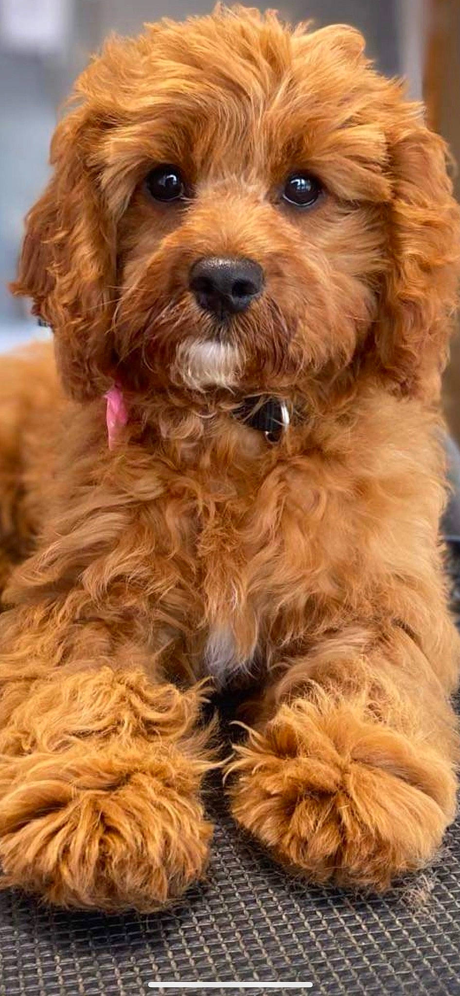 Harlow joined the competition — help win amazing prizes! canidae, carnivore, companion_dog, dog, dog_breed, fur, liver, maltepoo, snout, sporting_group, terrier, toy_dog, water_dog, working_animal, yorkipoo