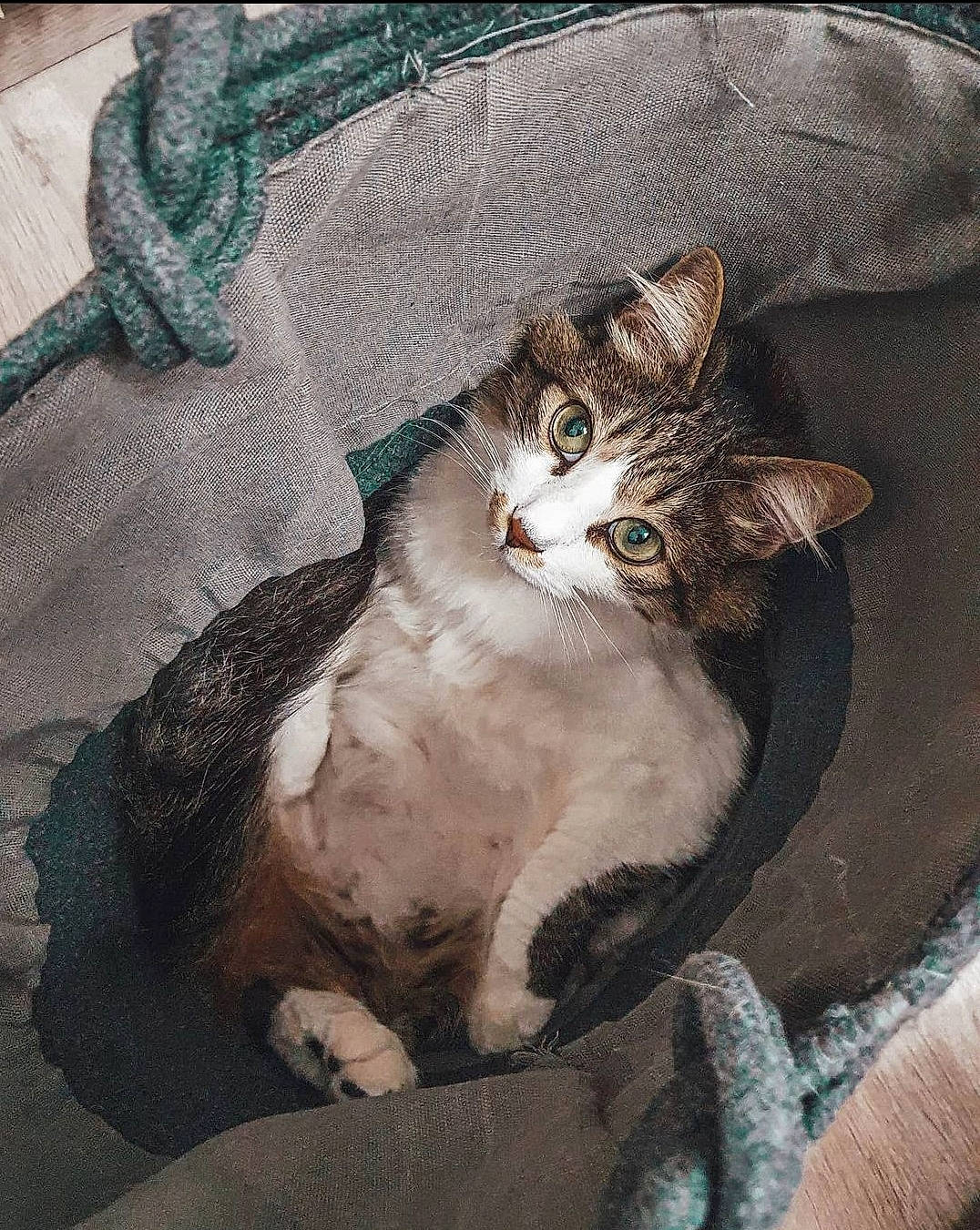 Mimi participe au concours pour gagner de l'argent avec cette photo : art, carnivore, cat, comfort, domestic_short_haired_cat, door, fashion_accessory, fawn, felidae, fur, grey, painting, paw, sitting, small_to_medium_sized_cats, tail, whiskers, window, woolen, woven_fabric