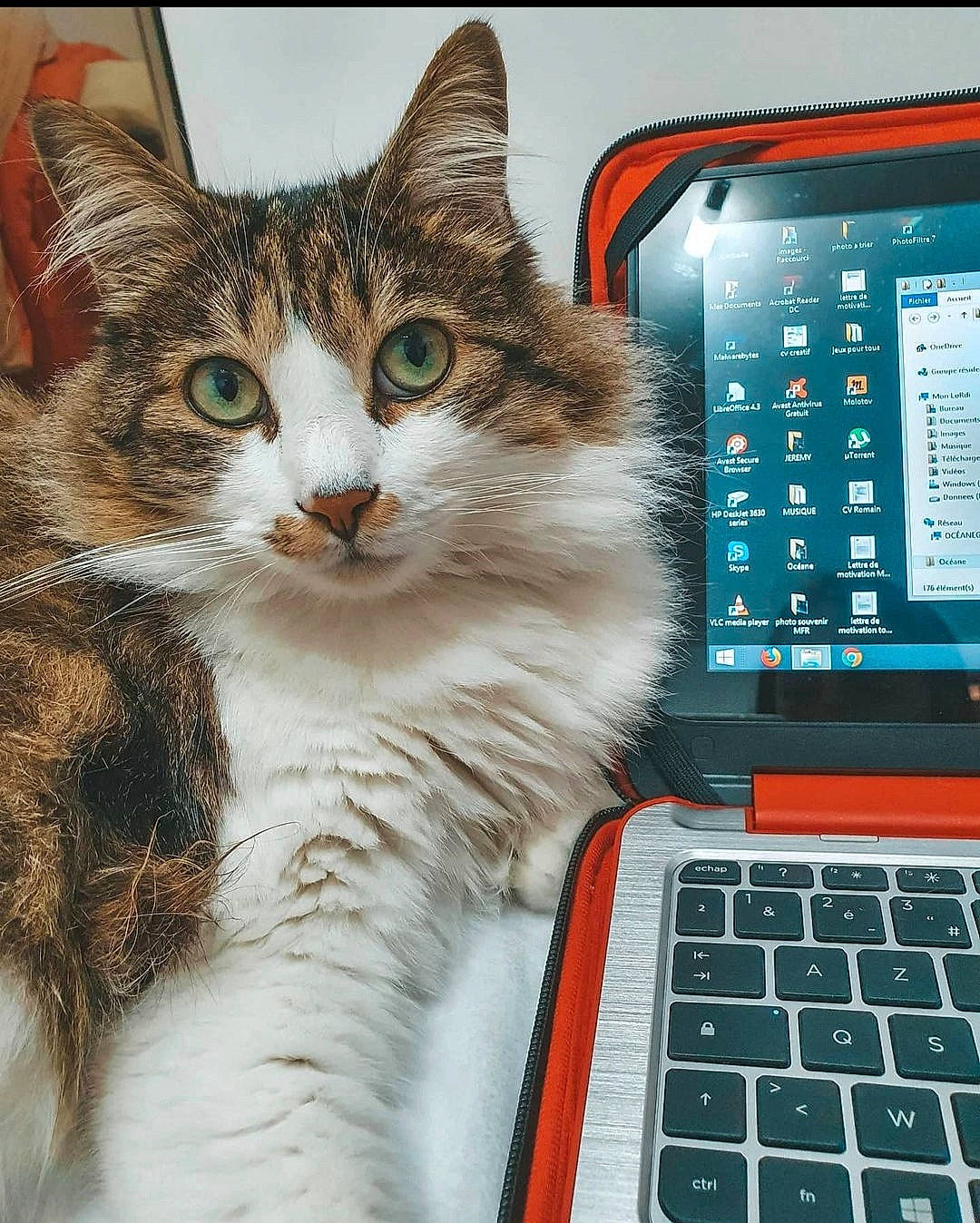 Strike a rejoint le concours — aidez-le/la à gagner de superbes lots ! carnivore, cat, computer, computer_hardware, computer_monitor, domestic_short_haired_cat, electronic_device, felidae, fur, input_device, laptop, netbook, office_equipment, output_device, peripheral, personal_computer, small_to_medium_sized_cats, space_bar, touchpad, whiskers