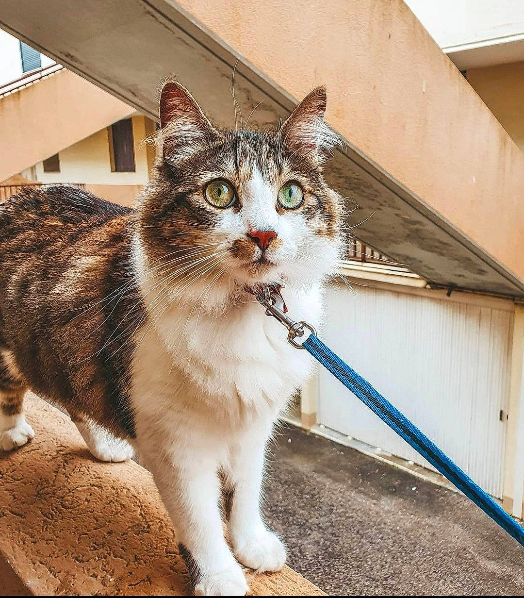 Strike participe au concours pour gagner de l'argent avec cette photo : carnivore, cat, claw, domestic_short_haired_cat, door, felidae, flooring, foot, fur, human_leg, paw, sitting, small_to_medium_sized_cats, stairs, street, tail, whiskers, window