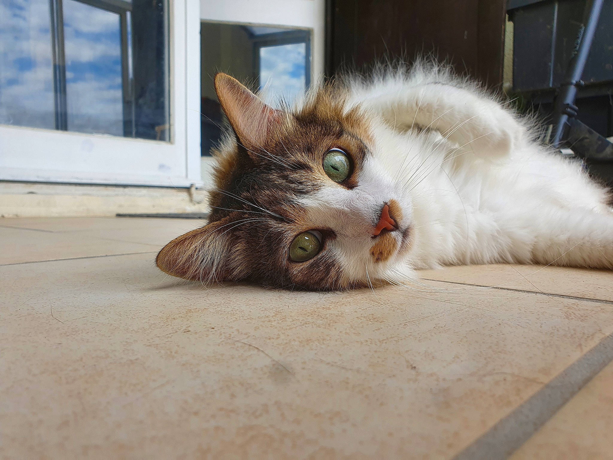 Strike participe au concours pour gagner de l'argent avec cette photo : carnivore, cat, claw, domestic_short_haired_cat, eye, fawn, felidae, flooring, foot, fur, paw, road_surface, sitting, small_to_medium_sized_cats, snout, tail, whiskers, window, wood
