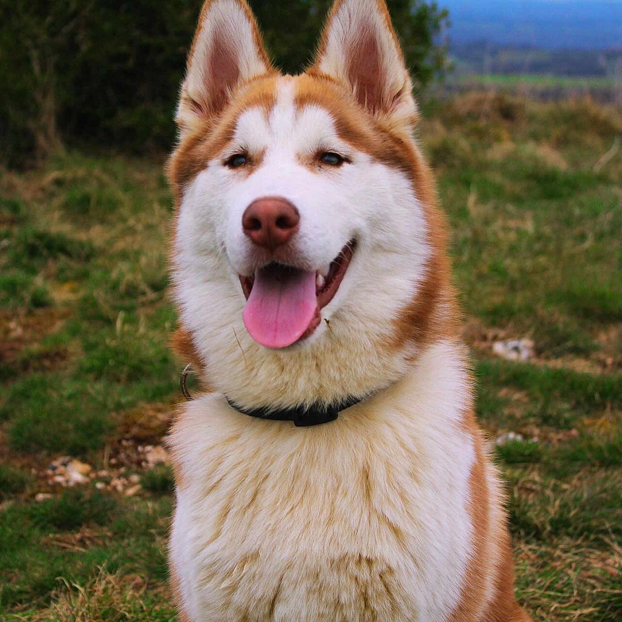 Valhalla participe au concours pour gagner de l'argent avec cette photo : animal, ball, bodypart, canine, dog, eskimodog, field, football, grass, grassland, husky, mouth, nature, outdoors, person, pet, plant, puppy, tongue, whitedog