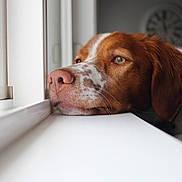 Bailey joined the competition — help win amazing prizes! dog, window, resting, indoor, brown_and_white, close_up, pet, animal, calm, looking_out, sidelight, portrait, ears, snout, whiskers, domestic_animal, furry, sleepy, quiet, home