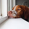 dog, window, resting, indoor, brown_and_white, close_up, pet, animal, calm, looking_out, sidelight, portrait, ears, snout, whiskers, domestic_animal, furry, sleepy, quiet, home