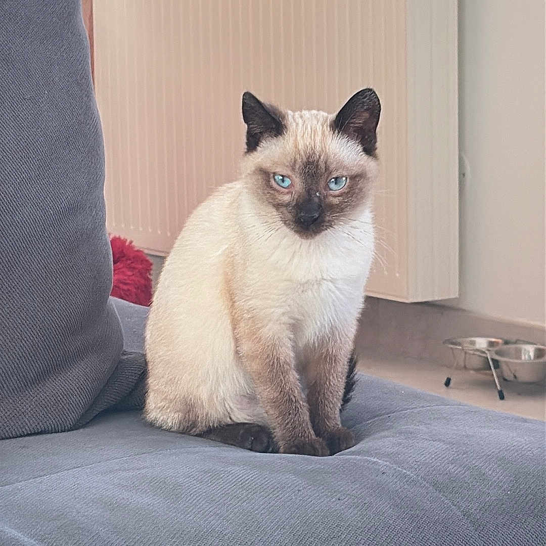 Opale participe au concours pour gagner de l'argent avec cette photo : adult, animal, cat, couch, cushion, female, furniture, homedecor, manx, person, pet, siamese, woman