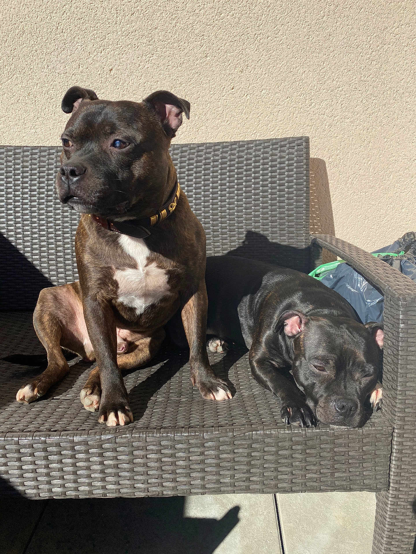 Victor Hugo Et Onyx a rejoint le concours — aidez-le/la à gagner de superbes lots ! animal, architecture, armchair, bostonbull, boxer, building, bulldog, canine, chair, couch, cushion, dog, frenchbulldog, furniture, homedecor, indoors, livingroom, pet, pitbull, puppy