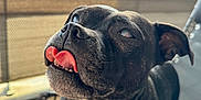 Victor Hugo Et Onyx participe au concours pour gagner de l'argent avec cette photo : animal, bodypart, bostonbull, boxer, bulldog, canine, couch, dog, frenchbulldog, furniture, hound, indoors, mouth, person, pet, pitbull, pug, puppy, snout, tongue