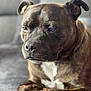 Victor Hugo Et Onyx a rejoint le concours — aidez-le/la à gagner de superbes lots ! animal, boxer, bulldog, canine, dog, frenchbulldog, hound, labradorretriever, pet, pitbull, puppy, snout