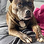 Victor Hugo Et Onyx a rejoint le concours — aidez-le/la à gagner de superbes lots ! animal, blanket, boxer, bulldog, canine, couch, dog, frenchbulldog, furniture, hound, labradorretriever, pet, pitbull, puppy, snout